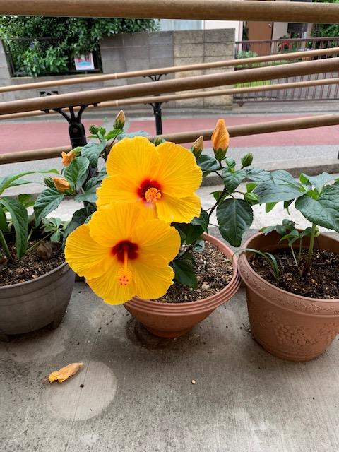 ニチイケアセンター御園