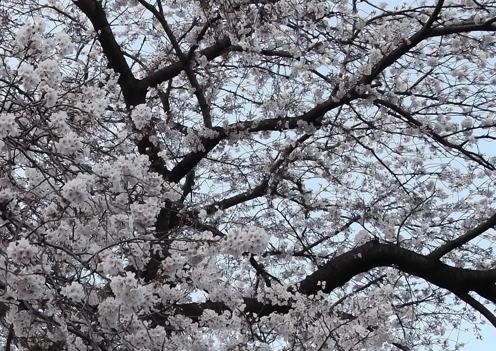 ニチイケアセンター相模原