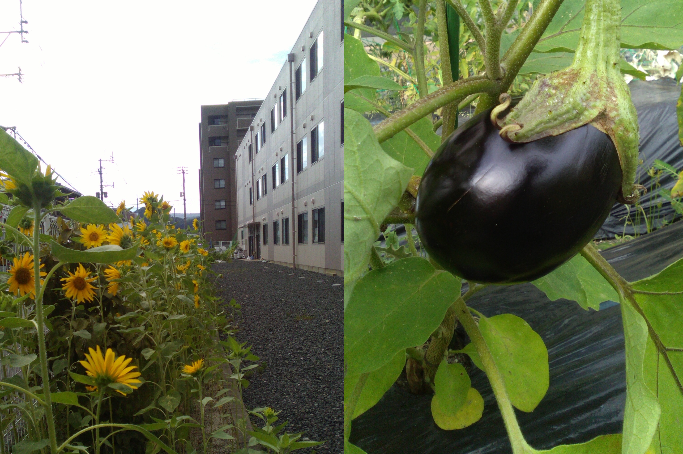 ニチイケアセンター徳力 介護施設 施設だより ニチイの介護サイト