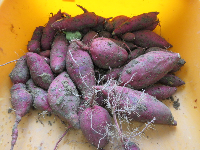 ニチイケアセンターとよた美里