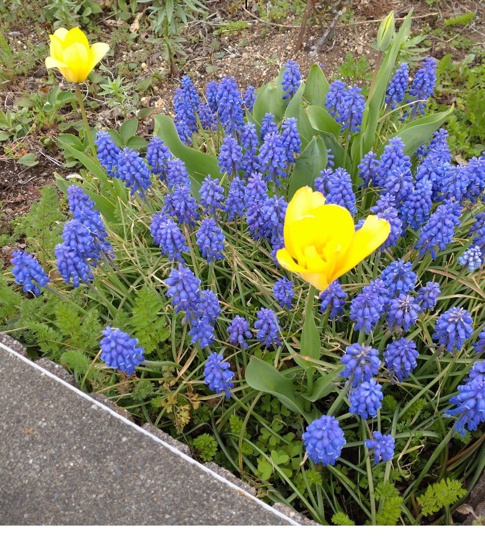 ニチイケアセンター所沢上安松
