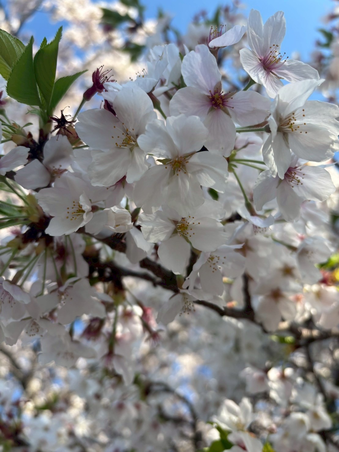 ニチイケアセンター北花田