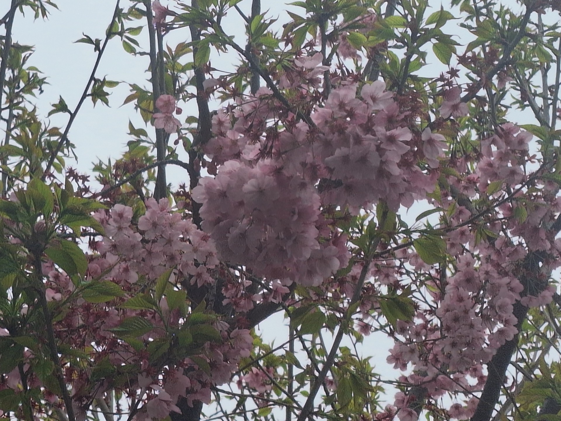 ニチイケアセンター内野本郷