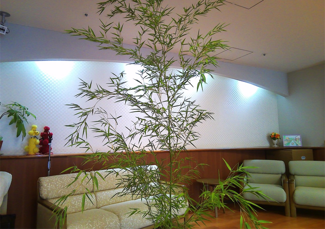 ロビーの観葉植物と家具。明るく開放的な共用部の空間。